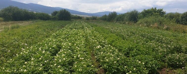 Organic potato production in Romania in focus of the trAEce project